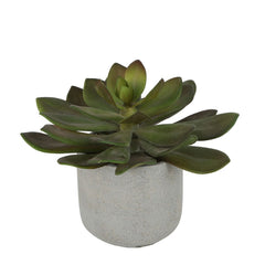 Desert Succulent 20Cm