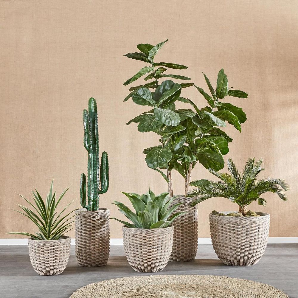 Desert Cactus 1.56M