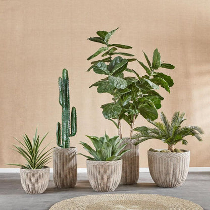 Desert Cactus 1.56M