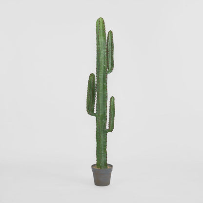 Desert Cactus 1.56M