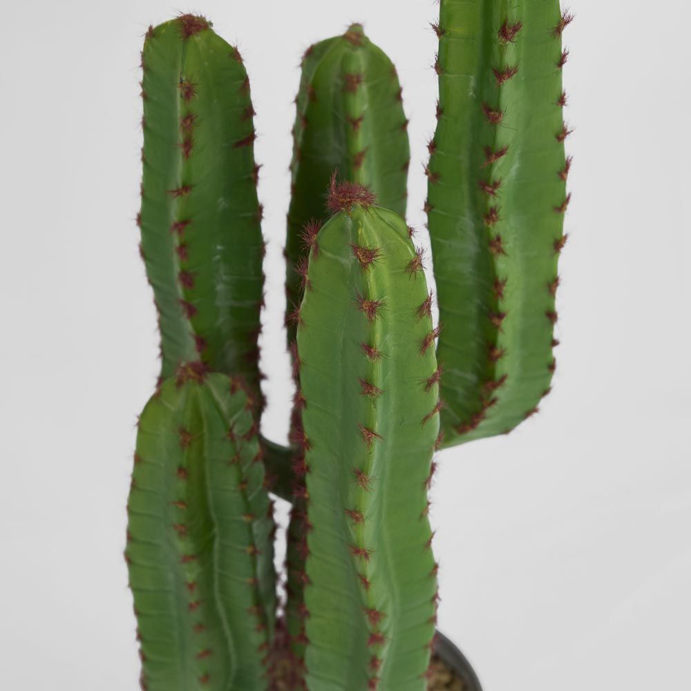 Desert Cactus 82Cm