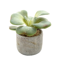 Succulent In Cement 17Cm