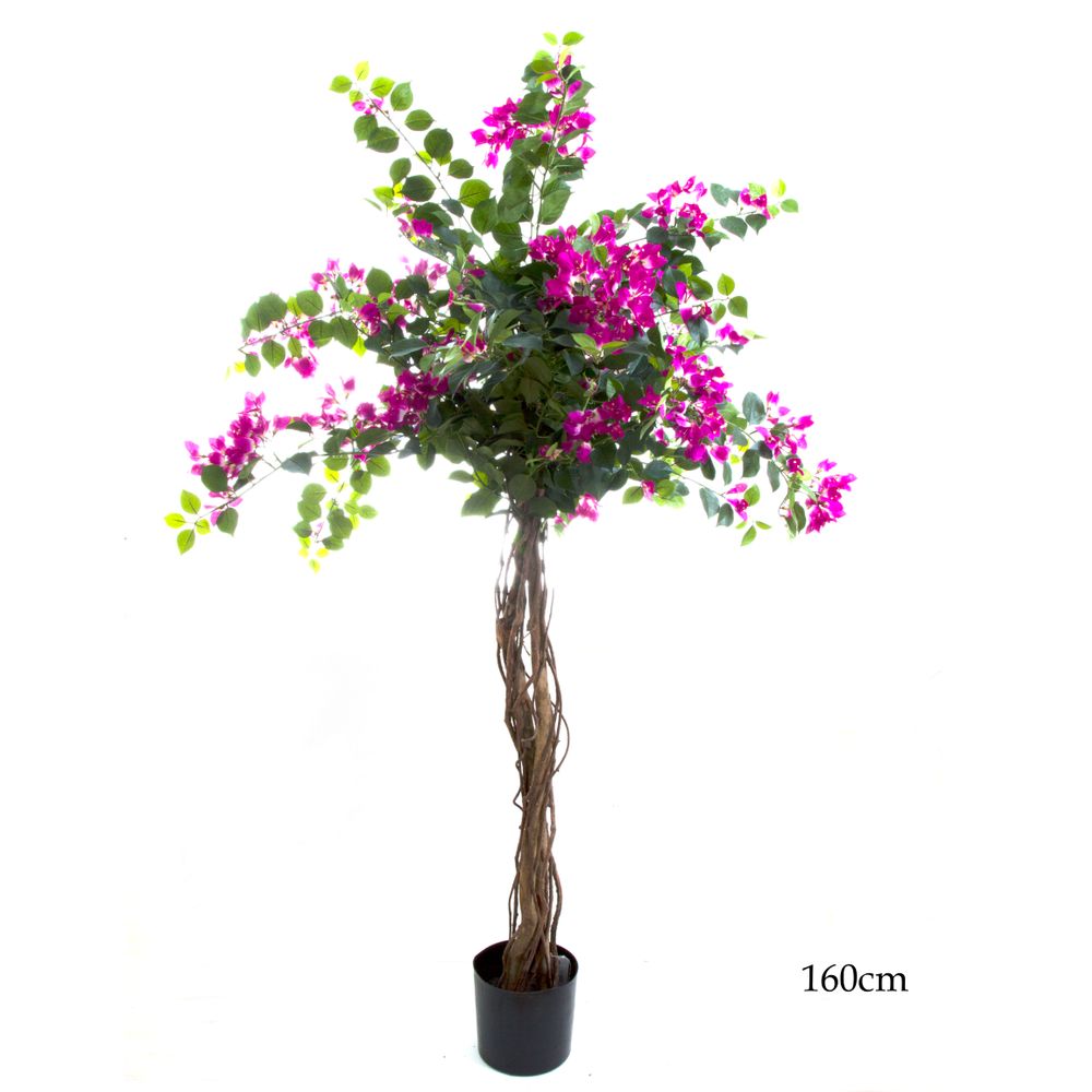 Bougainvillea Tree 1.6M