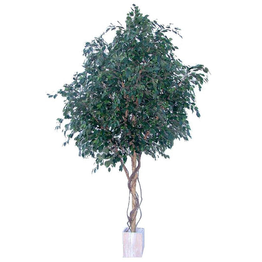 Ficus Exotica Giant Tree 3.05M