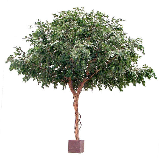 Ficus Exotica Giant Tree 3M