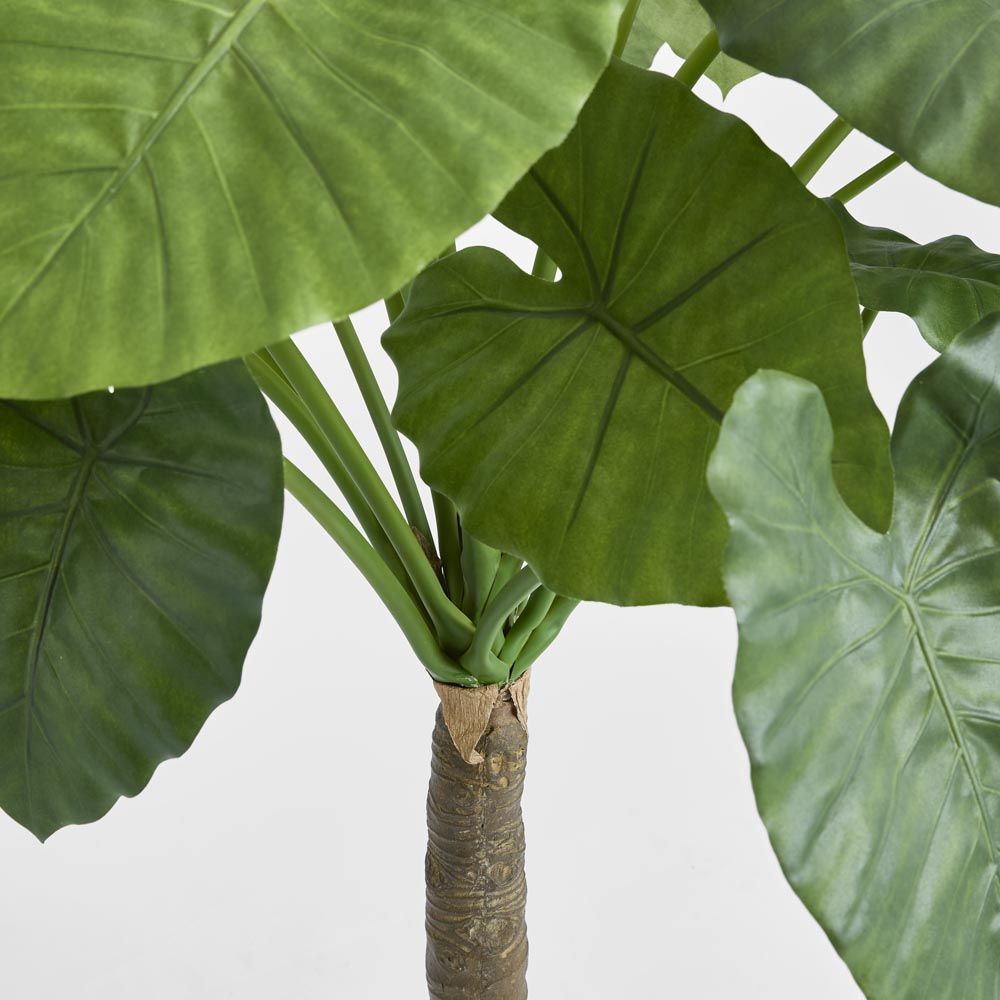 Alocasia Calidora Tree 1.35M