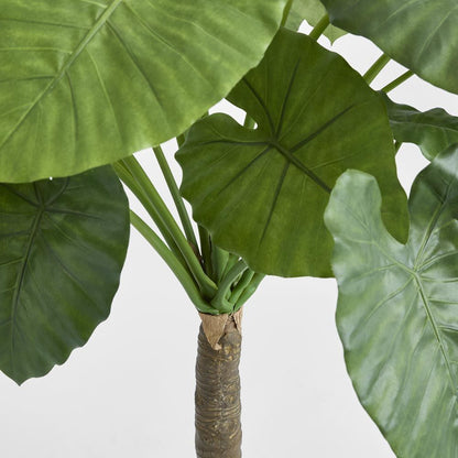 Alocasia Calidora Tree 1.35M
