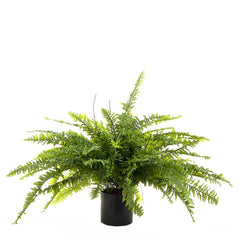 Boston Fern 80Cm