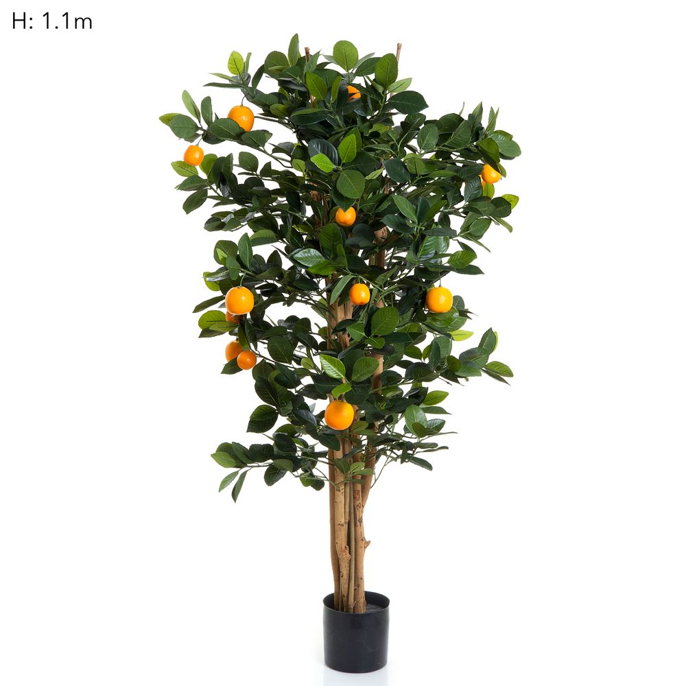 Golden Orange Tree 1.15M