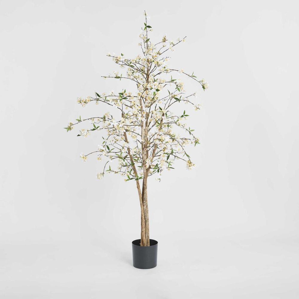 樱花树1.8M