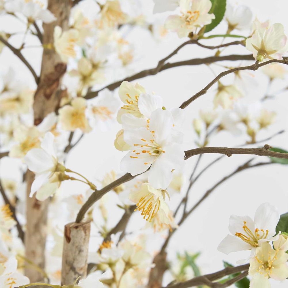樱花树1.8M