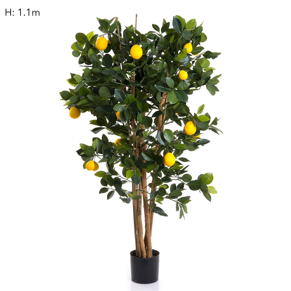 Lemon Tree 1.15M