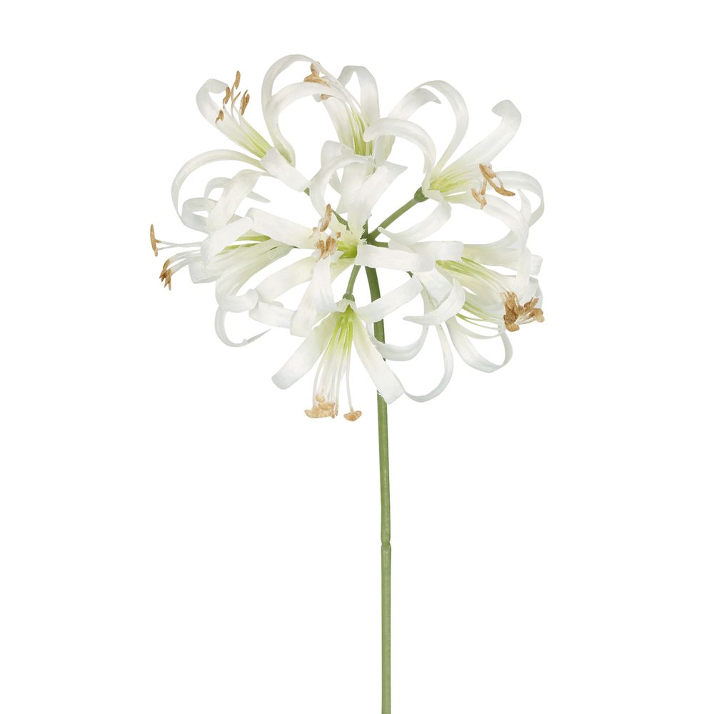 Nerine Lily Stem 61Cm White