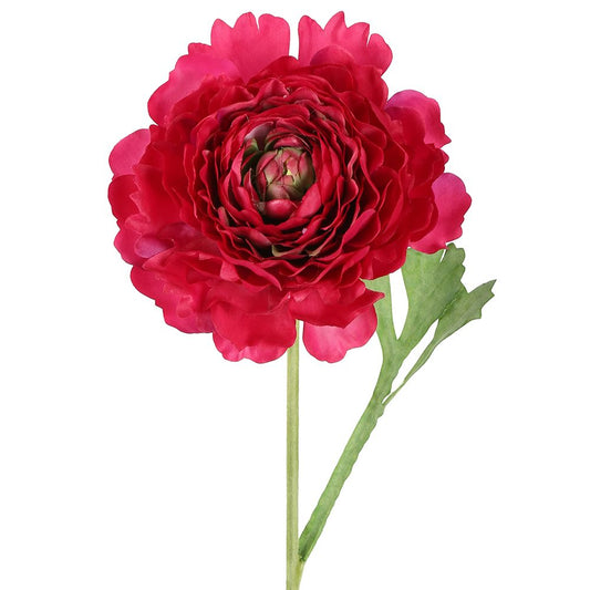 Ranunculus Stem 56Cm Dark Pink