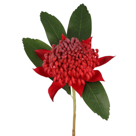 Waratah 茎 50Cm 红色