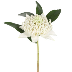 Waratah Stem 50Cm White