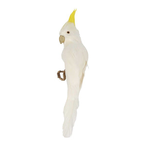 Bert The Cockatoo