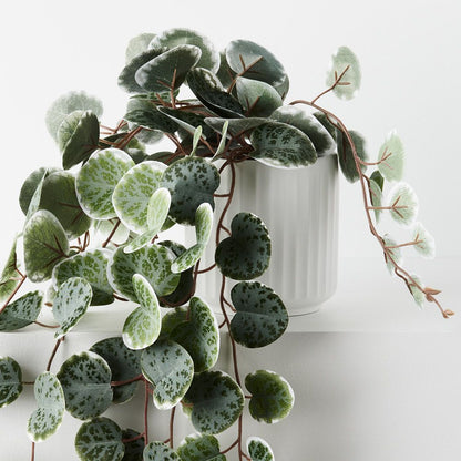 String of Hearts in White Pot