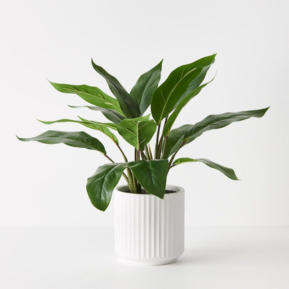 Philodendron Plant in White Pot - Real Touch