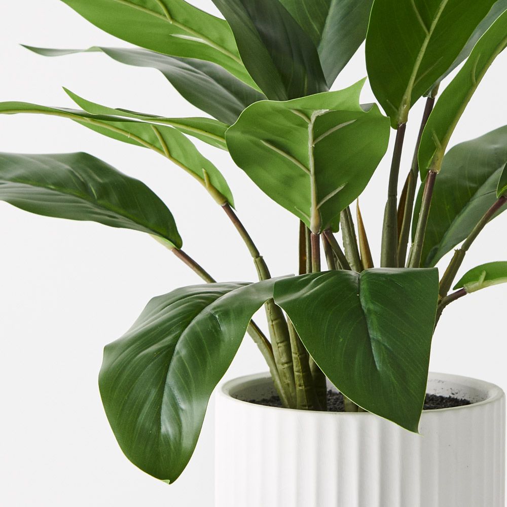 Philodendron Plant in White Pot - Real Touch