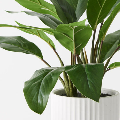 Philodendron Plant in White Pot - Real Touch