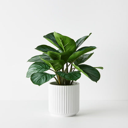 Calathea Plant in White Pot - Real Touch