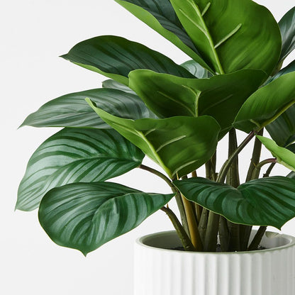 Calathea Plant in White Pot - Real Touch