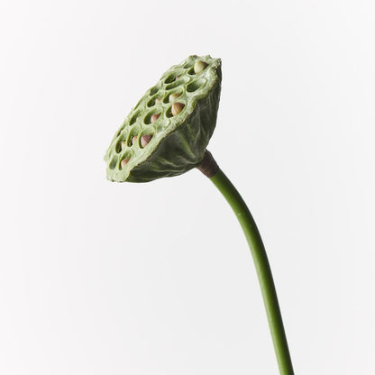 Lotus Pod - Single Stem - 62cml