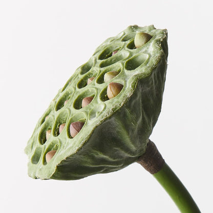 Lotus Pod - Single Stem - 62cml