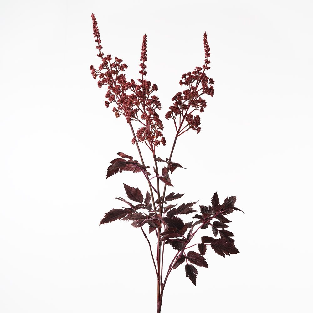 Cohosh Spray - Single Stem In Burgundy - 80cml