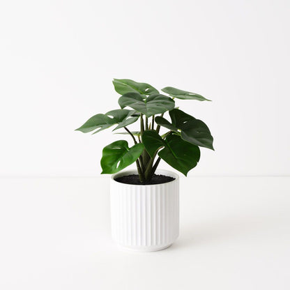 Monstera Plant in Pot - 25cmh - Real Touch