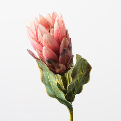 Queen Protea - Single Stem - Pink - 57cml