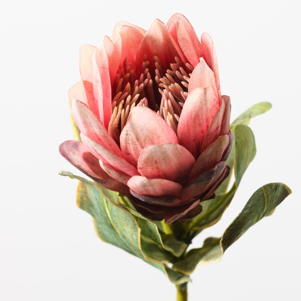 Queen Protea - Single Stem - Pink - 57cml