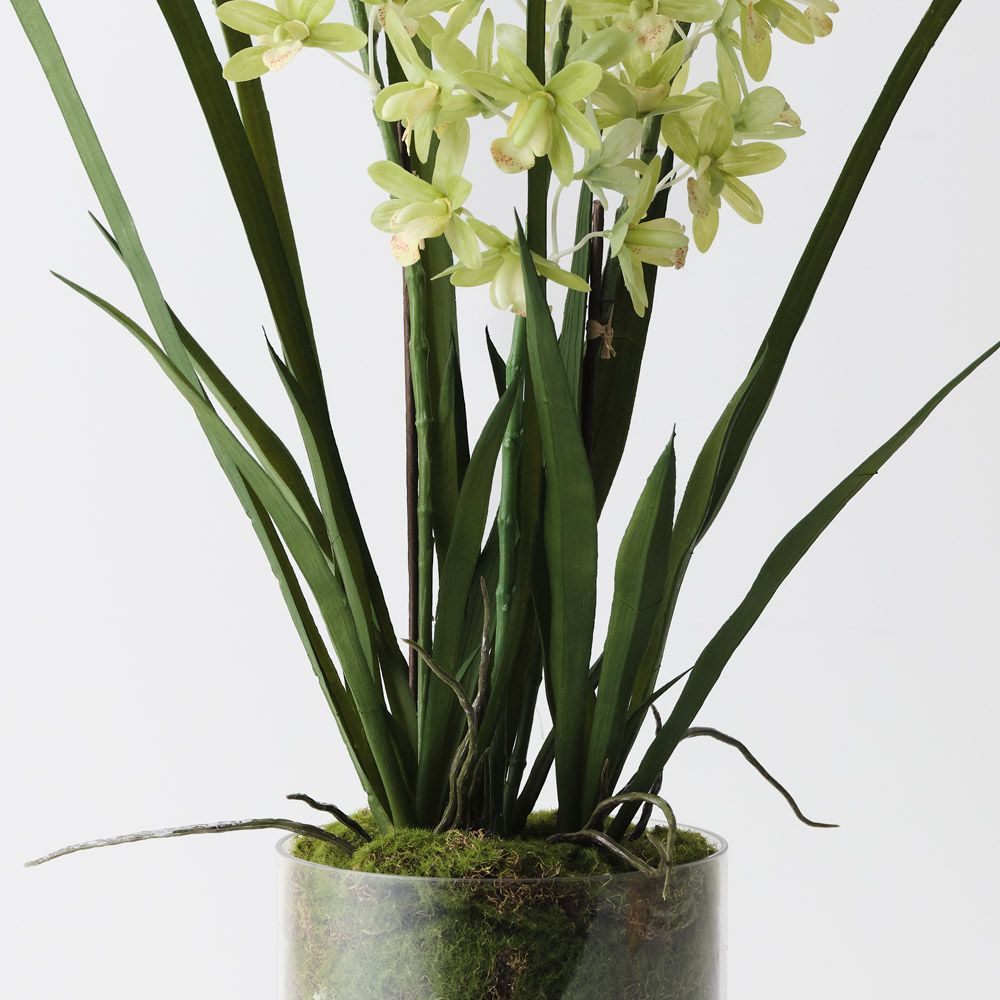 Cymbidium Orchid in Vase - 60cmh