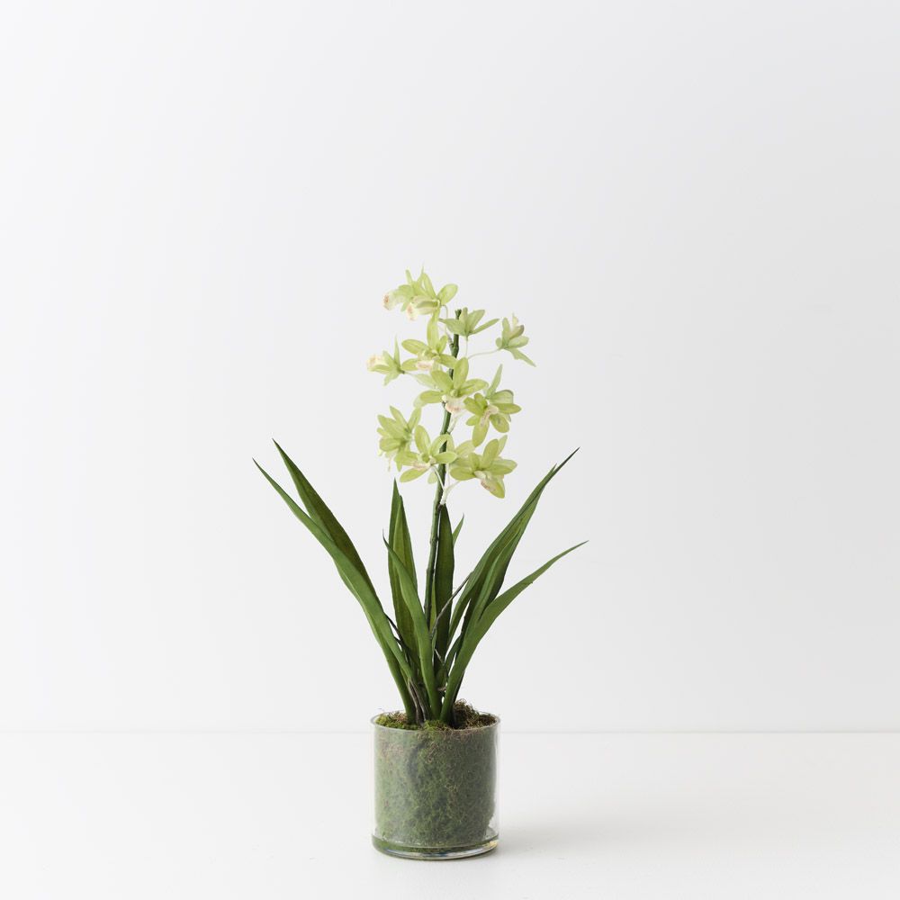 Cymbidium Orchid in Vase - 45cmh