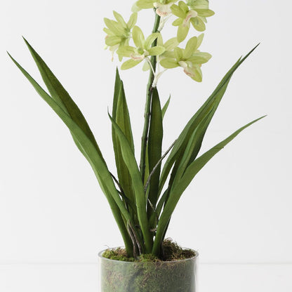 Cymbidium Orchid in Vase - 45cmh