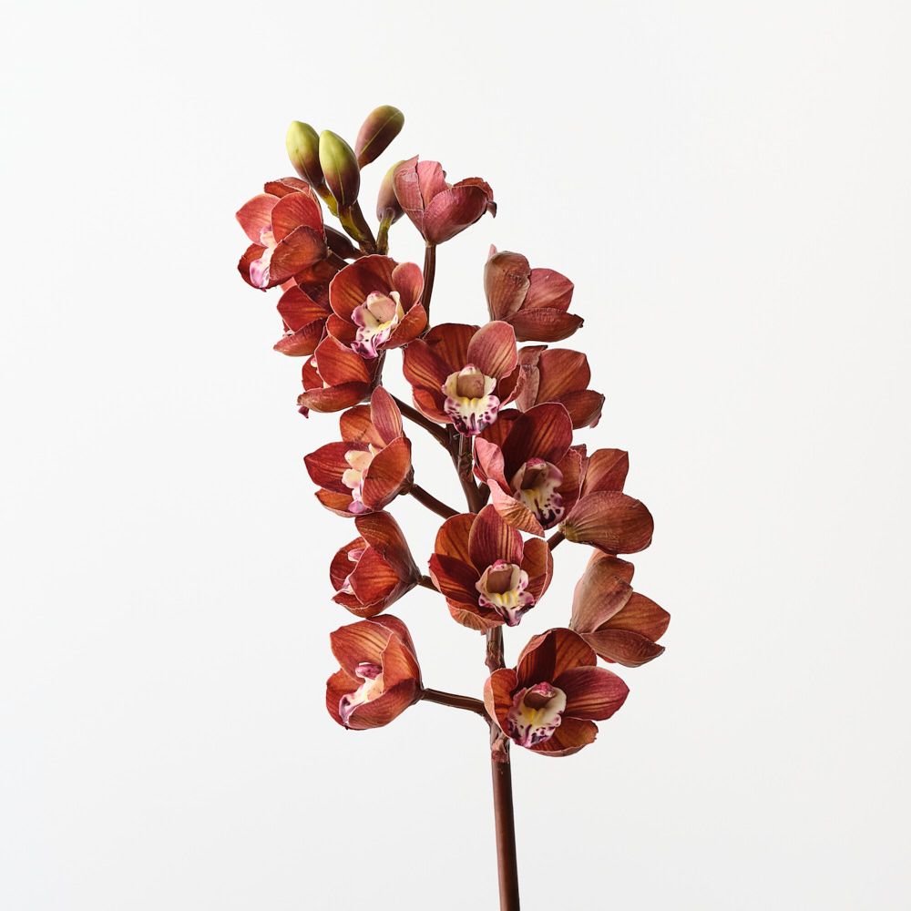 Cymbidium Orchid - Single Stem - Brown-Burgundy - 83cml