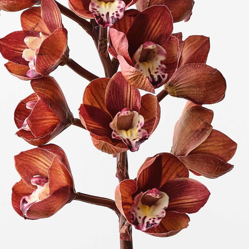 Cymbidium Orchid - Single Stem - Brown-Burgundy - 83cml