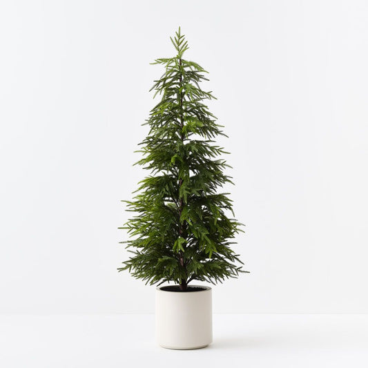 Norfolk Pine Tree in White Pot - 152cmh - (In Store Collection Only)