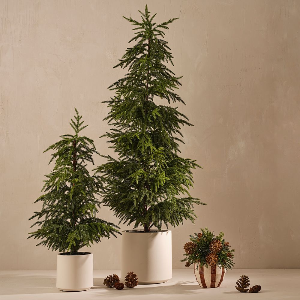 Norfolk Pine Tree in White Pot - 152cmh - (In Store Collection Only)