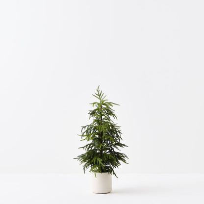 Norfolk Pine Tree - 91cmh - In White Pot - ( In Store Collection Only)