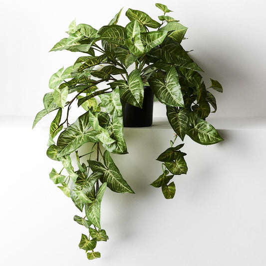 Syngonium - Hanging/Draping Plant - 72cml
