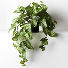 Syngonium - Hanging/Draping Plant - 72cml