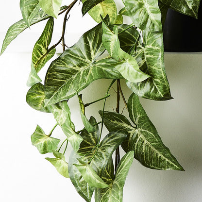 Syngonium - Hanging/Draping Plant - 72cml