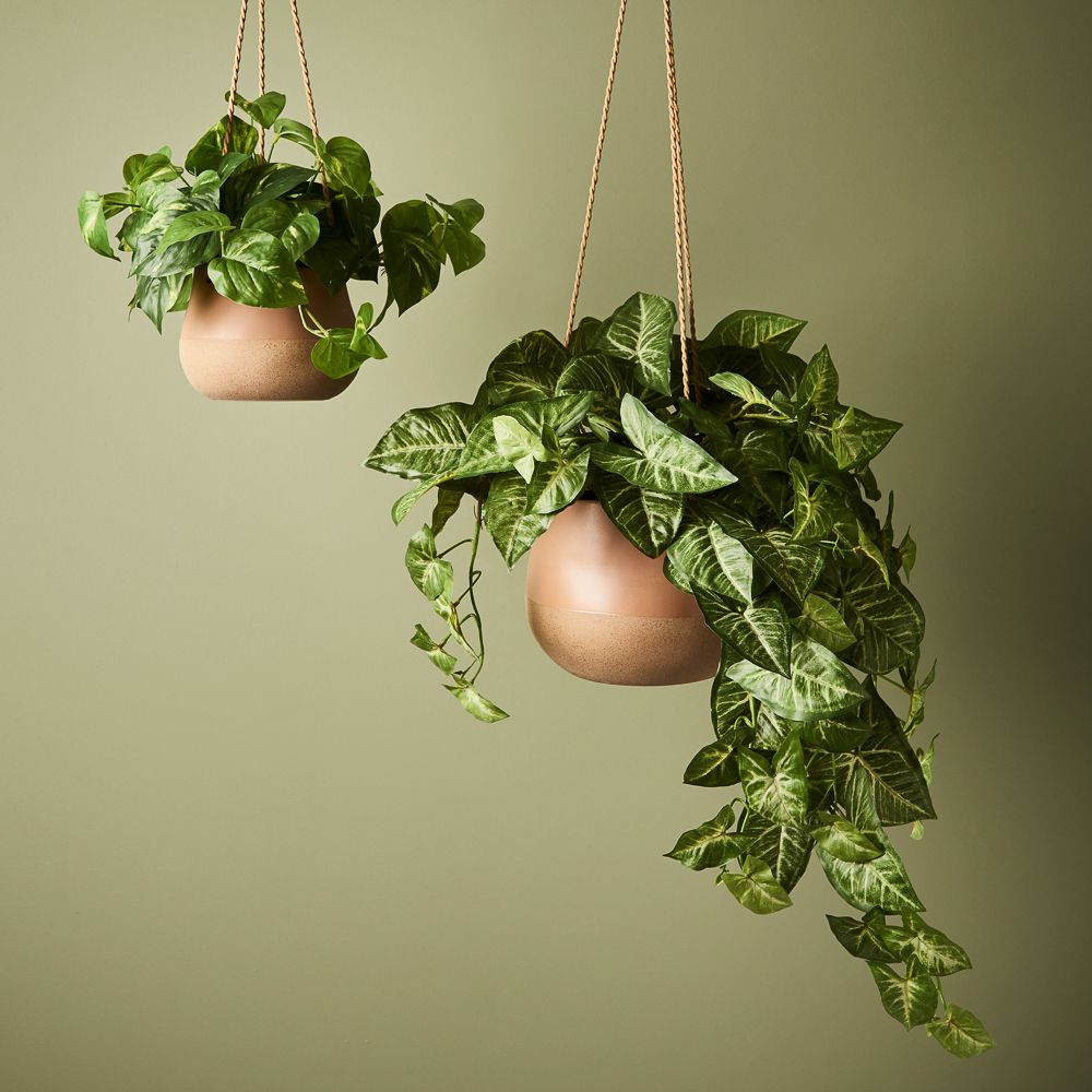 Syngonium - Hanging/Draping Plant - 72cml