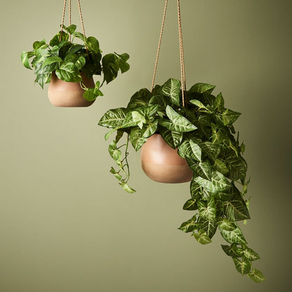 Syngonium - Hanging/Draping Plant - 72cml
