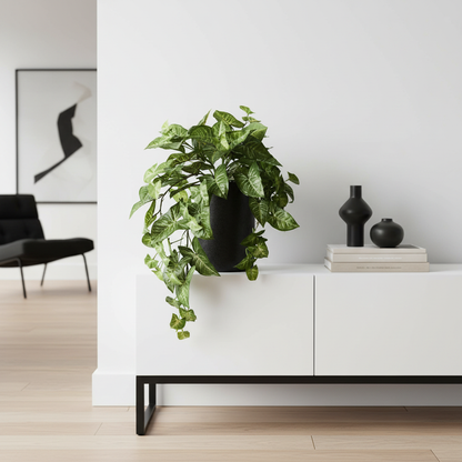 Syngonium - Hanging/Draping Plant - 72cml