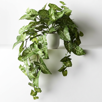 Syngonium - Hanging/Draping Plant - 72cml
