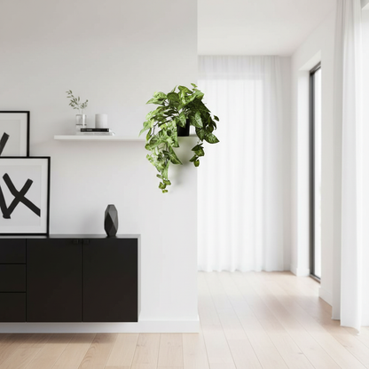 Syngonium - Hanging/Draping Plant - 72cml