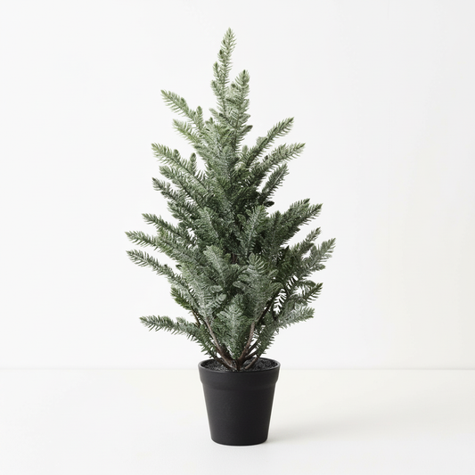 Norfolk Snow Tree in pot - 53cmh